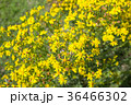 Jacobaea vulgaris plants. 36466302