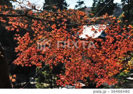 円覚寺の紅葉 円覚寺の紅葉 36466480