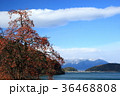 残り柿 36468808