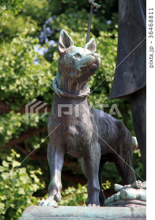 西郷隆盛像の犬（上野） 36468811