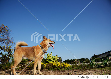 犬　青空　いぬ　戌年　dog　2018　年賀素材　正月素材 36468871