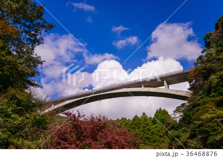 【静岡県】須津川渓谷の紅葉　須津渓谷橋 36468876