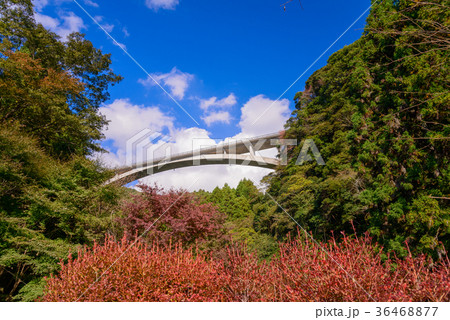 【静岡県】須津川渓谷の紅葉　須津渓谷橋 36468877