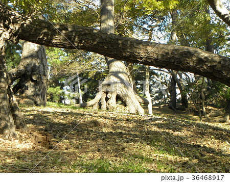昔の稲毛海岸の松林の黒松の浮き根 36468917