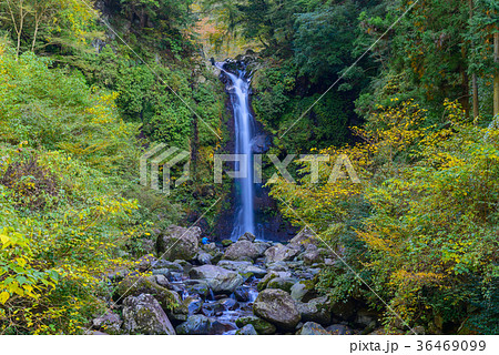 【静岡県】須津川渓谷の紅葉　大棚の滝 36469099