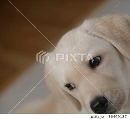 犬 子犬 小犬 仔犬 こいぬ 戌年 dog 子供 2018 年賀素材 正月素材 犬 子犬 小犬 仔犬 こいぬ 戌年 dog 子供 2018 年賀素材 正月素材 36469127