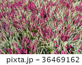 Calluna Vulgaris plants. 36469162