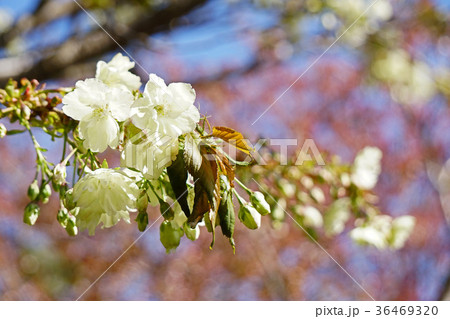 珍しい品種の桜　ウコン 36469320