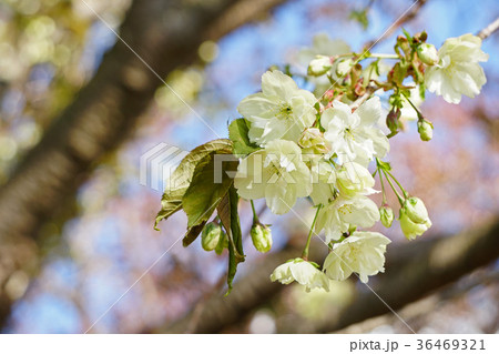 珍しい品種の桜 ウコン 珍しい品種の桜 ウコン 36469321
