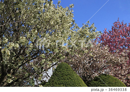 珍しい品種の桜　ウコン 36469338