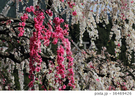 源平しだれ桃　不退寺　曽爾村 36469426