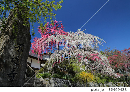 源平しだれ桃　不退寺　曽爾村 36469428