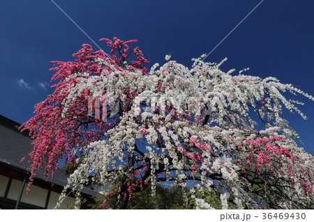 源平しだれ桃　不退寺　曽爾村 36469430