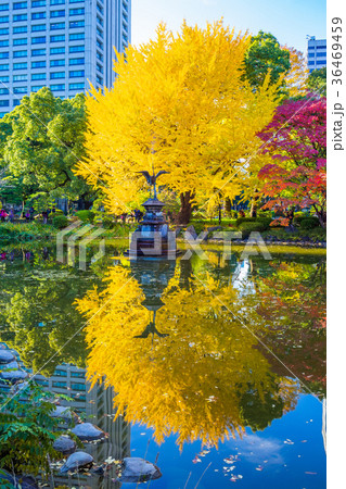 東京　秋の日比谷公園（雲形池） 36469459