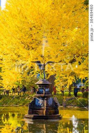 東京 秋の日比谷公園(雲形池) 東京 秋の日比谷公園(雲形池) 36469460