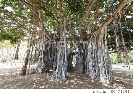 ハワイのバニヤン ガジュマル の木 の写真素材