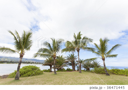 ノースショア ノースショア 36471445