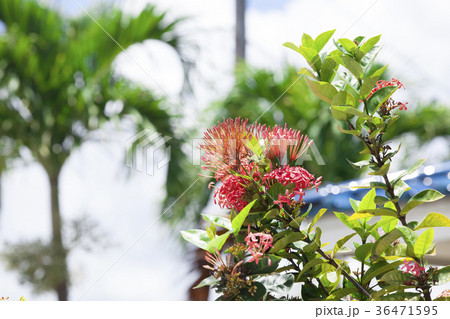 ハワイ　南国の植物 36471595