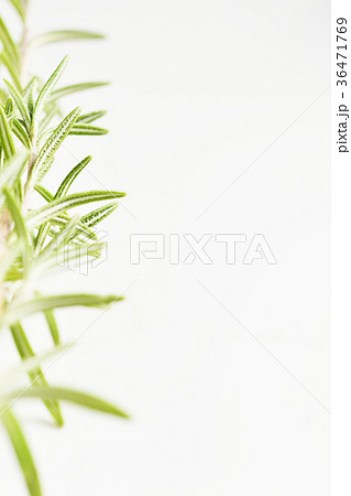 フレッシュローズマリー 36471769