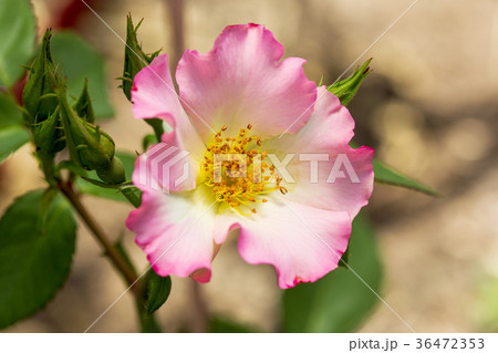 Pink Rose on the Branch in the Garden 36472353
