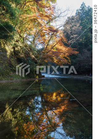 養老渓谷の紅葉 36472410