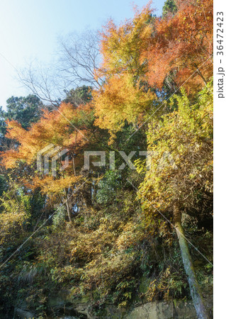 養老渓谷の紅葉 養老渓谷の紅葉 36472423