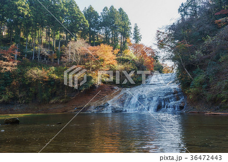 養老渓谷・粟又の滝と紅葉 36472443