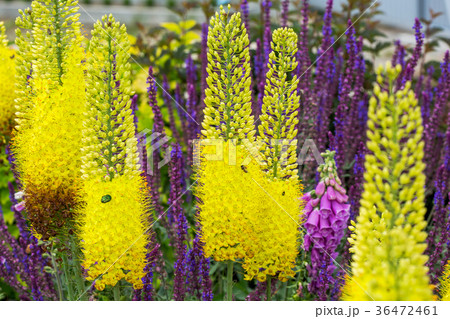 Foxtail lilies. Desert Candles, Eremurus Foxtail lilies. Desert Candles, Eremurus 36472461