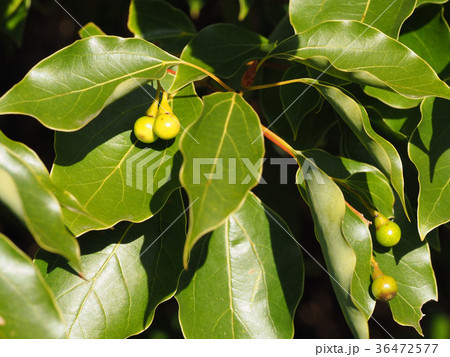 楠の実 楠の実 36472577