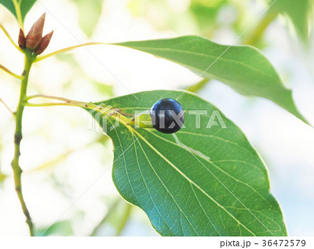 楠の実 楠の実 36472579