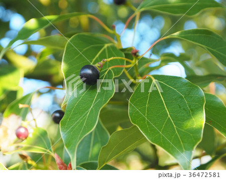 楠の実 楠の実 36472581