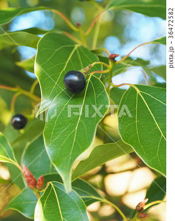 楠の実 36472582