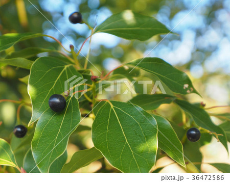 楠の実 楠の実 36472586