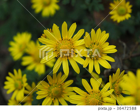 シマカンギク 36472588