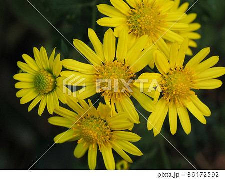 シマカンギク 36472592