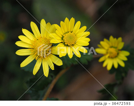 シマカンギク 36472593