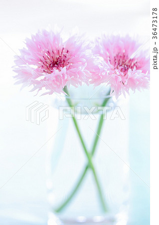 ガラスのコップのヤグルマギクの花の写真素材