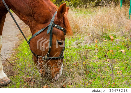 Head of a horse eating grass Head of a horse eating grass 36473218