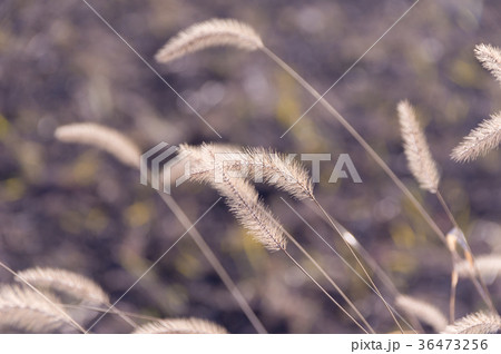 枯れたネコジャラシ 36473256