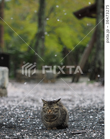 桜の花びらと猫 36473275