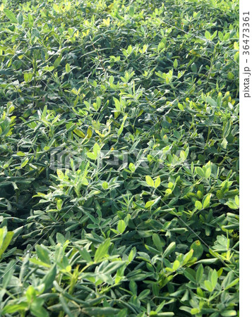 落花生畑 落花生畑 36473361