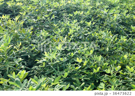 落花生畑 36473622