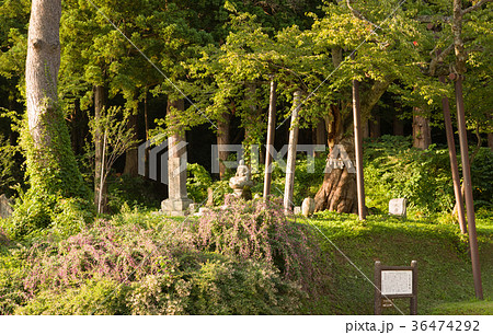 湯殿山　注連寺　仏像と萩の花 36474292