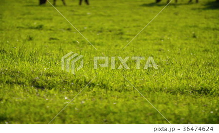 Cows grazing in a valley in new zealand Cows grazing in a valley in new zealand 36474624