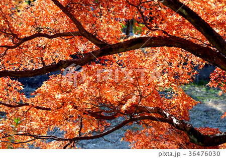 紅葉 36476030