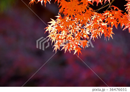 紅葉 36476031