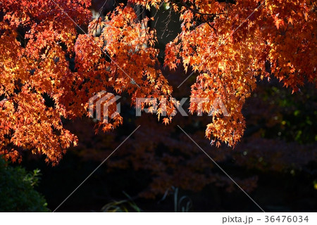 紅葉 紅葉 36476034