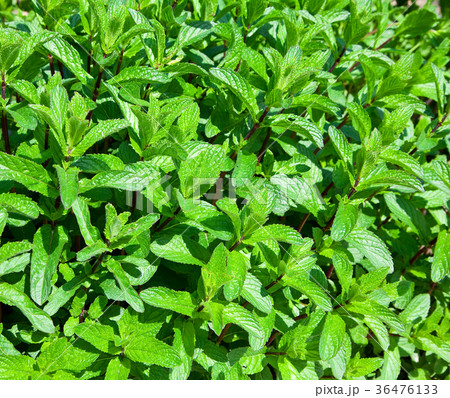 Organic mint Organic mint 36476133