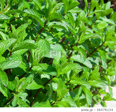 Organic mint Organic mint 36476134