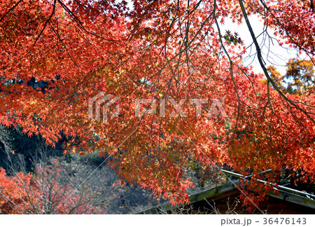 紅葉 紅葉 36476143